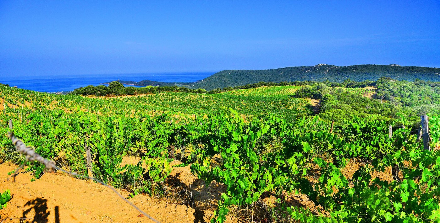 Les vignes du domaine de Torraccia face à la mer, Lecci